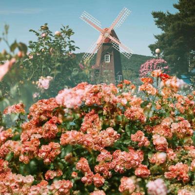 998娱乐彩票安卓APPapp下载截图