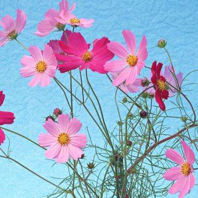 kok全站app官网登录入口